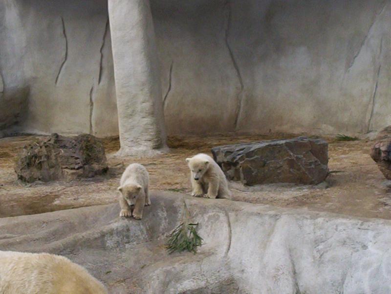 100_3954.JPG.jpg
