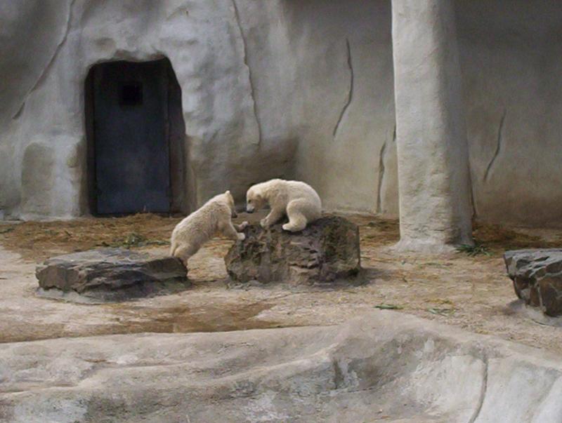 100_4031.JPG.jpg