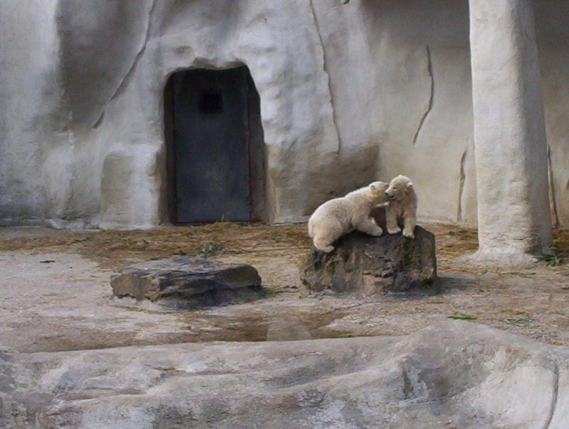 100_4052.JPG.jpg