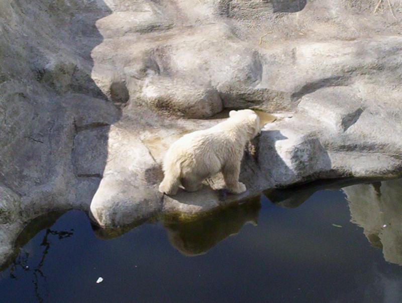 100_4075.JPG.jpg