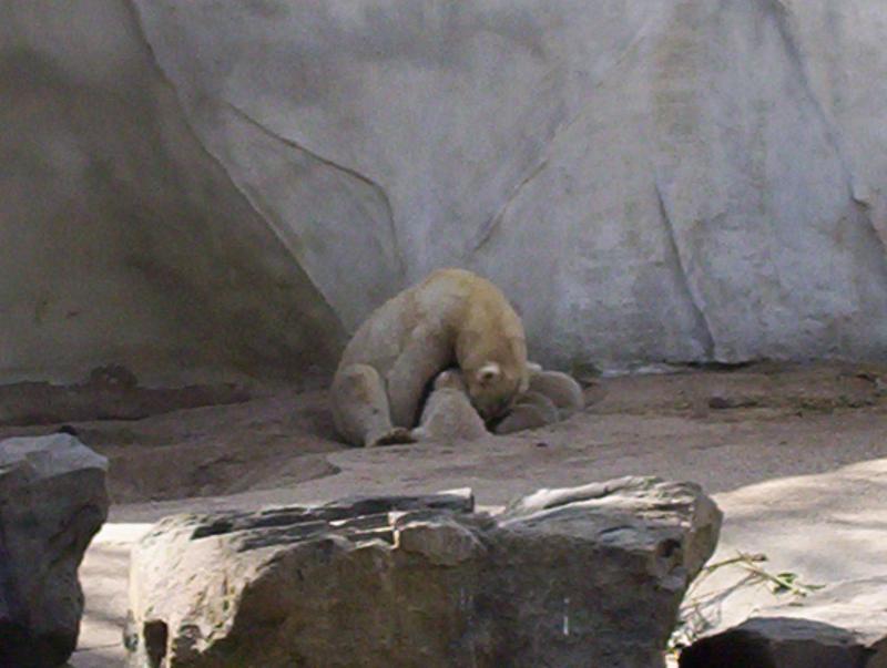 100_4214.JPG.jpg