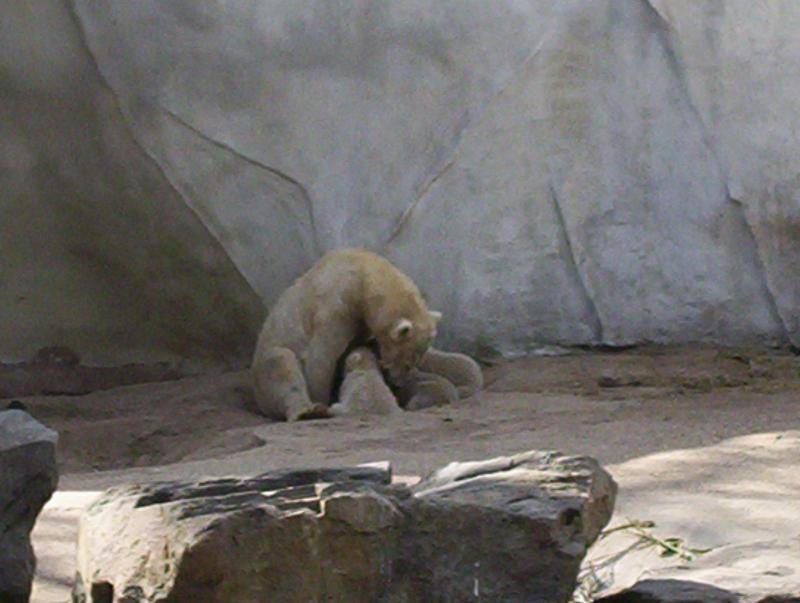 100_4215.JPG.jpg