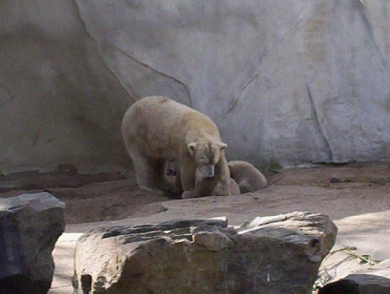 100_4217.JPG.jpg